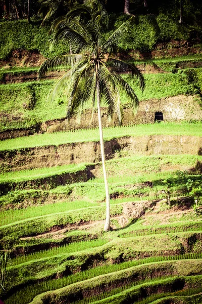 Terrasse rismarker i morgen solopgang, Ubud, Bali, Indonesien - Stock-foto