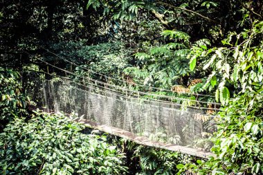 tropik mangrov orman için asma köprü.