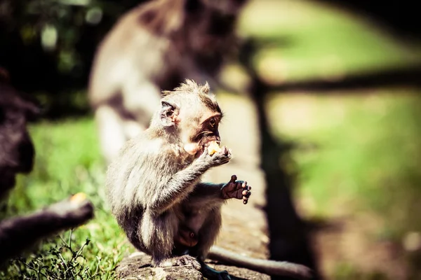 Familia de monos en bosque sagrado de monos Ubud Bali Indonesia — Foto de Stock