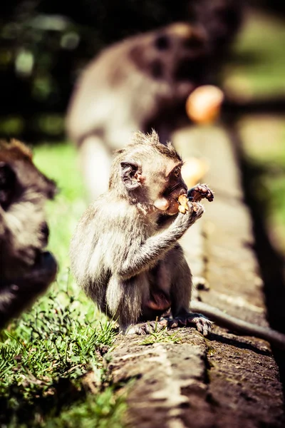 Familia de monos en bosque sagrado de monos Ubud Bali Indonesia — Foto de Stock