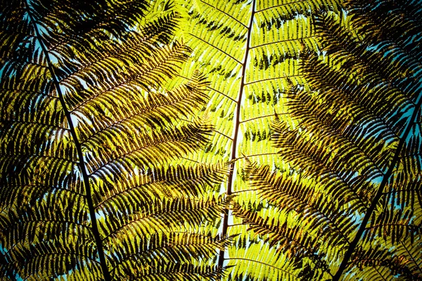 动态蕨类植物组成、 充满活力的绿色背景纹理 — 图库照片