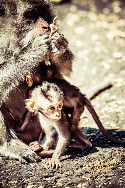 Familia de monos en bosque sagrado de monos Ubud Bali Indonesia —  Fotos de Stock