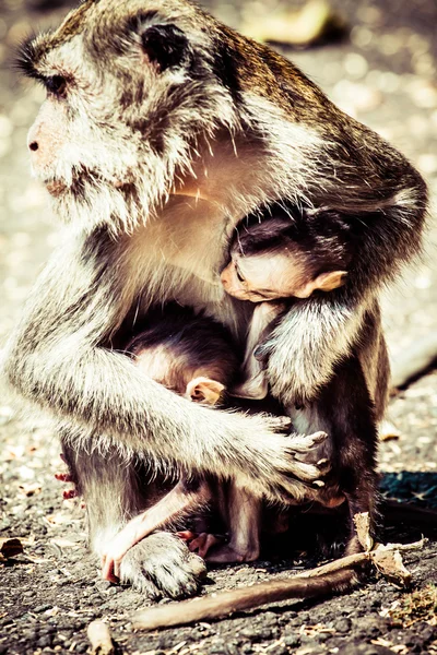 Aap familie op heilig monkey forest ubud bali Indonesië — Stockfoto