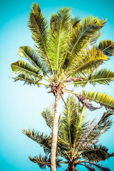 Vintage palm achtergrond — Stockfoto