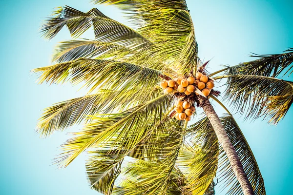 Vintage Palm Hintergrund — Stockfoto