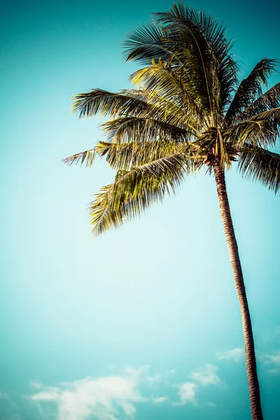 Vintage palmiye arka plan — Stok fotoğraf