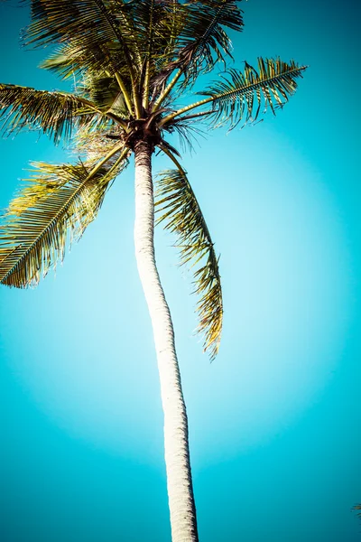 复古棕榈背景 — 图库照片
