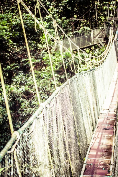 Ponte de suspensão para manguezal floresta tropical . — Fotografia de Stock