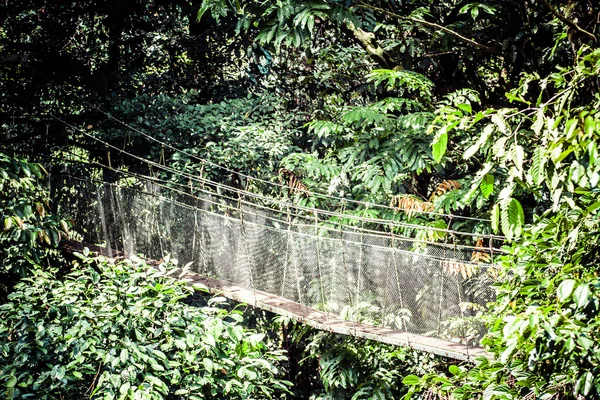 Ponte de suspensão para manguezal floresta tropical . — Fotografia de Stock