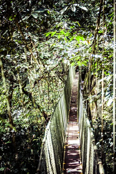 Подвесной мост к мангровым тропическим лесам . — стоковое фото