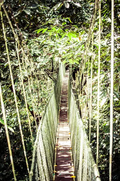 Hängebrücke zum Mangroven-Tropenwald. — Stockfoto