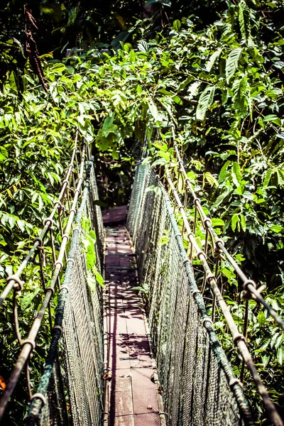 Ponte de suspensão para manguezal floresta tropical . — Fotografia de Stock