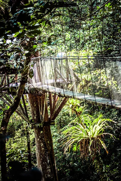 Ponte de suspensão para manguezal floresta tropical . — Fotografia de Stock