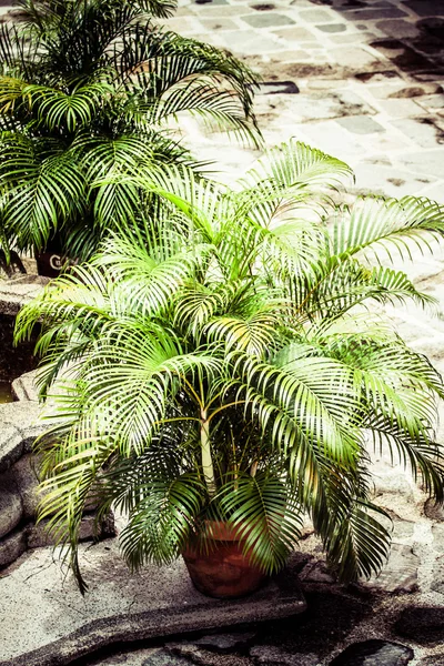 Plam decoración de la casa sobre fondo de ladrillo —  Fotos de Stock