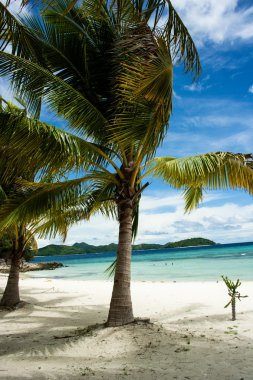 Beyaz kumsaldaki yeşil ağaç. Malcapuya Adası, Coron, Filipinler.