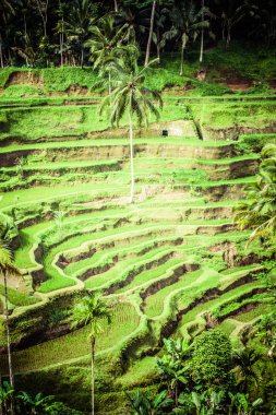 pirinç tarlaları sabah sunrise, ubud, bali, Endonezya Teras