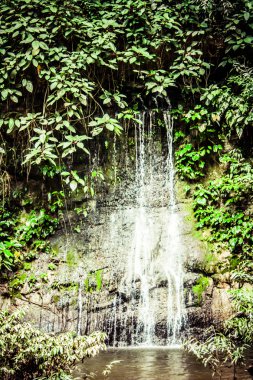 Tayland yeşil orman