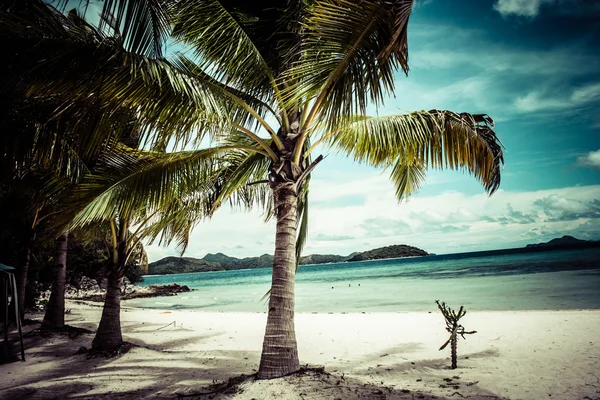 Groene boom op een wit zandstrand. Malcapuya Island, Coron, Filipijnen. — Stockfoto