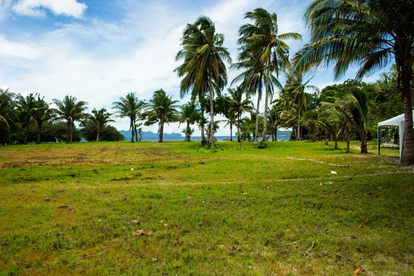 Árvore verde numa praia de areia branca. Malcapuya island, Coron, Filipinas . — Fotografia de Stock