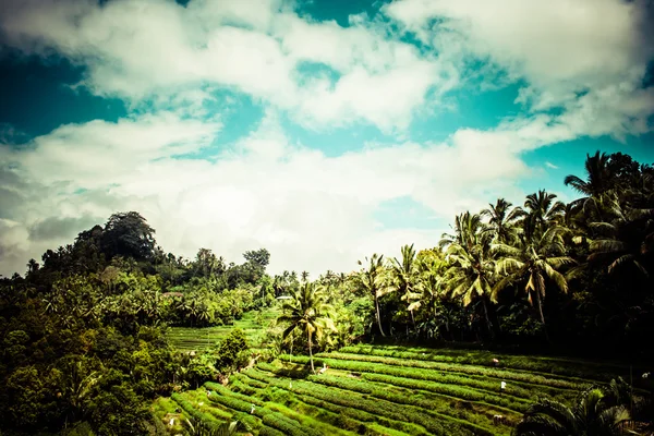 Terreno arrozales por la mañana amanecer, Ubud, Bali, Indonesia — Foto de Stock