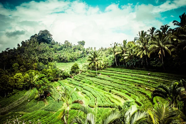 Terreno arrozales por la mañana amanecer, Ubud, Bali, Indonesia — Foto de Stock