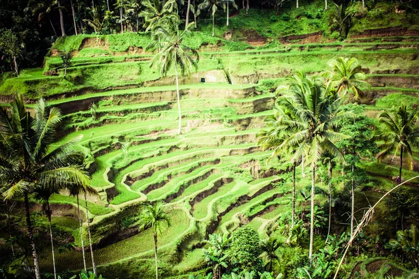 Terrace rice fields in morning sunrise, Ubud, Bali, Indonesia — Stock Photo, Image