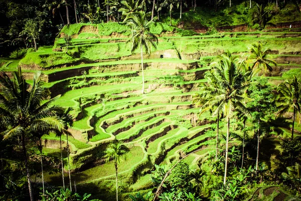 Terrasse rismarker i morgen solopgang, Ubud, Bali, Indonesien - Stock-foto