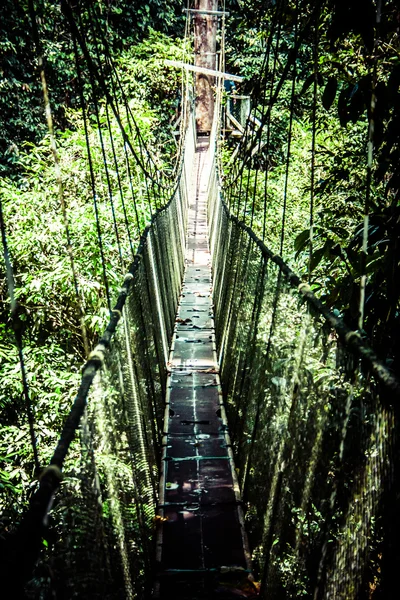 Suspension bridge to mangrove tropical forest. — Stock Photo, Image