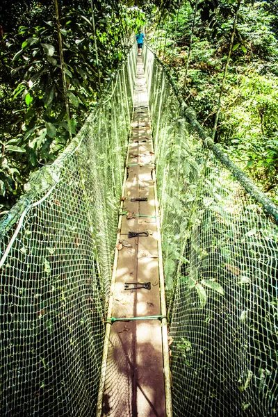 Ponte de suspensão para manguezal floresta tropical . — Fotografia de Stock