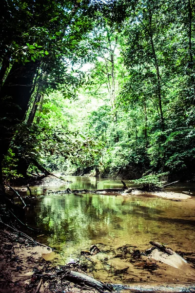 Selva verde en Tailandia — Foto de Stock
