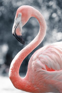 arka plan bulanık karşı pembe flamingolar