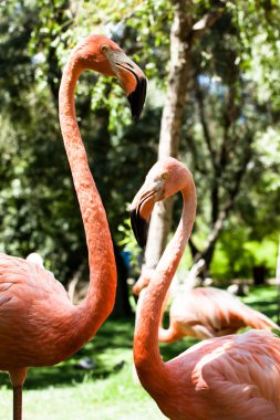 arka plan bulanık karşı pembe flamingolar