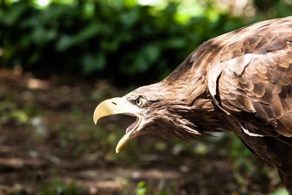 Золотий орел крупним планом — стокове фото