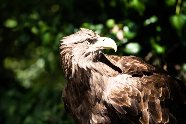 Golden eagle close up — Stock Photo, Image