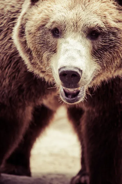 Urso marrom em uma pose engraçada — Fotografia de Stock