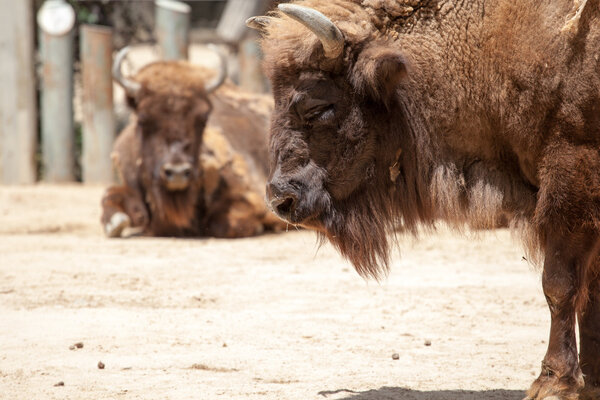 Американский бизон в солнечный день
