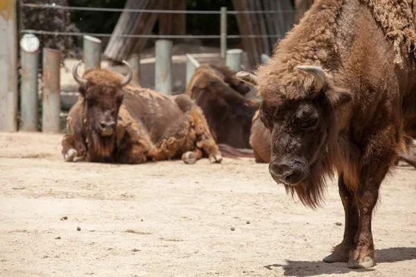 American Bison em dia ensolarado — Fotografia de Stock