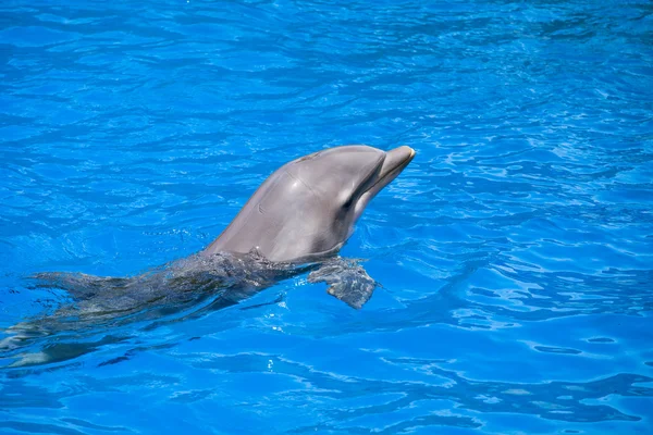 Golfinhos nadam na piscina — Fotografia de Stock