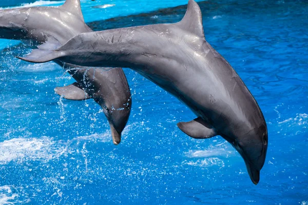 Dolphins swim in the pool — Stock Photo, Image
