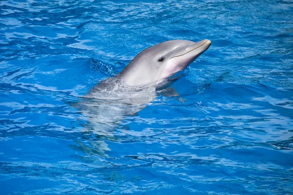 Delfíni plavou v bazénu — Stock fotografie