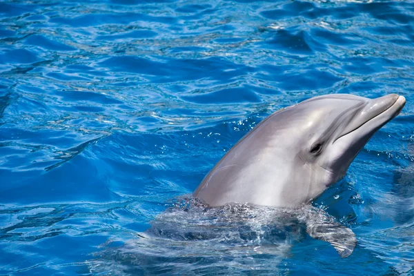 Dolphins swim in the pool — Stock Photo, Image