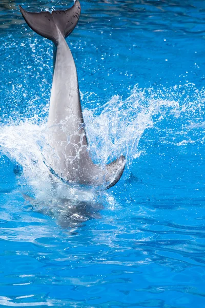 Los delfines nadan en la piscina — Foto de Stock