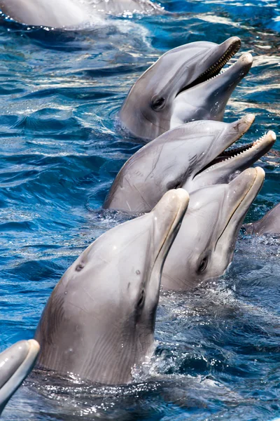 Delfiinit uivat altaassa — kuvapankkivalokuva
