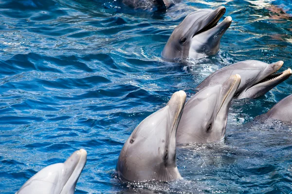 Dolphins swim in the pool — Stock Photo, Image