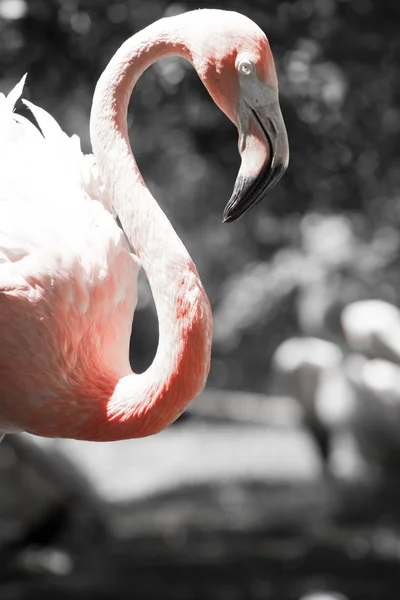 Fenicotteri rosa contro sfondo sfocato — Foto Stock