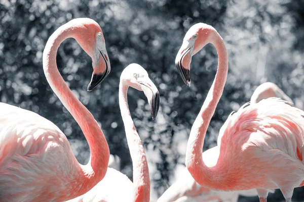 Roze flamingo's tegen onscherpe achtergrond — Stockfoto