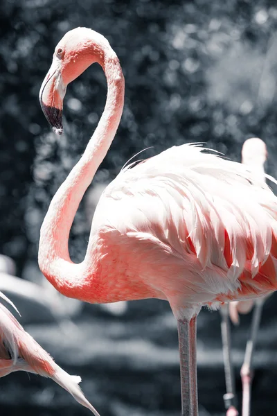 Roze flamingo's tegen onscherpe achtergrond — Stockfoto