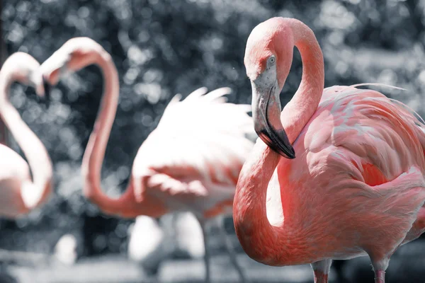 Różowe flamingi przeciw tło zamazane pole — Zdjęcie stockowe