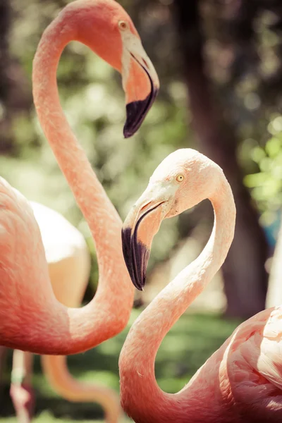 Roze flamingo's tegen onscherpe achtergrond — Stockfoto