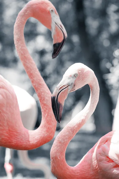 Pink flamingos against blurred background — Stock Photo, Image